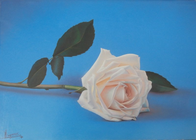Solitary rose
