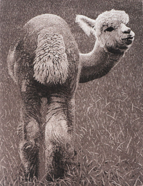 Alpaca