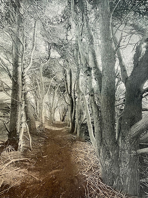 Cypress Trail
a la poupee