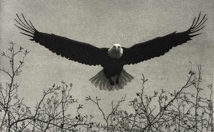 Eagle