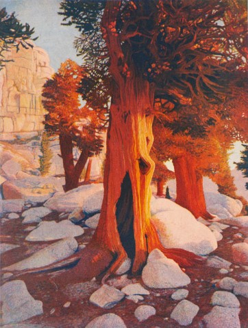 Foxtail
Pines