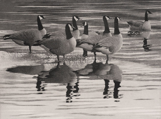 Geese