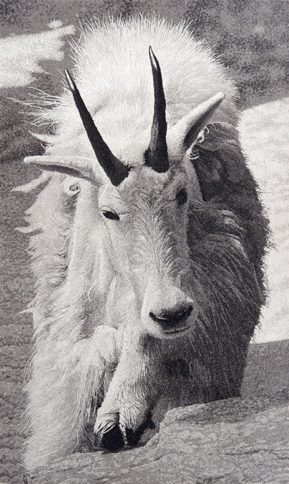 Mountain Goat