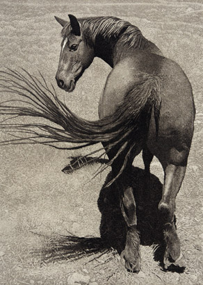 Neigh
Sayer