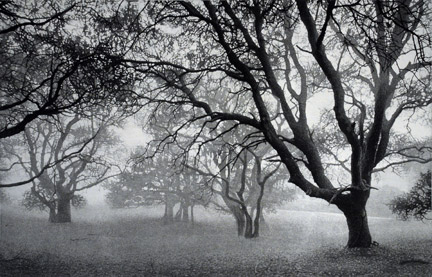 Oak in
Fog