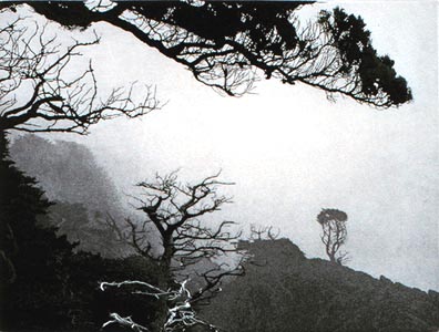 Pacific
Fog