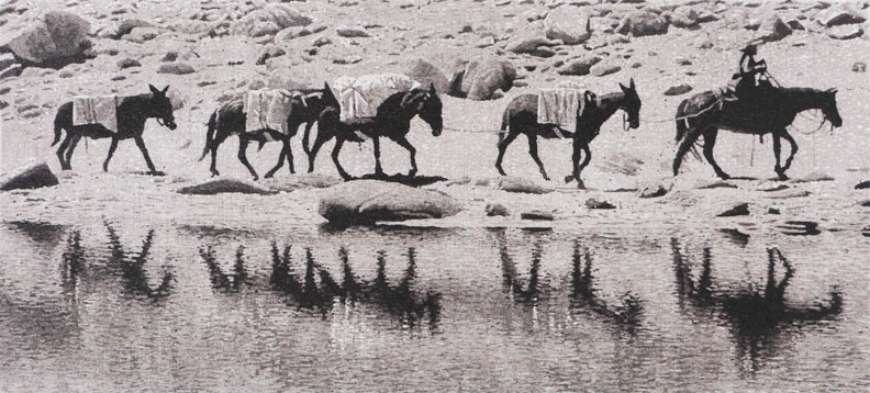 Pack Train