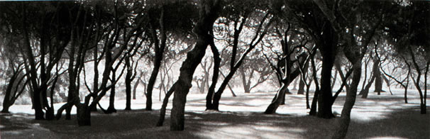 Summer Shade
