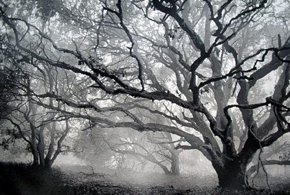 Winter Oaks