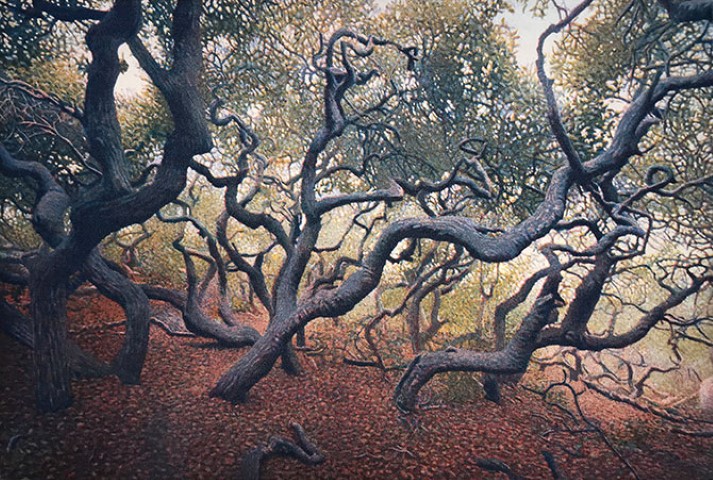 Elfin Forest