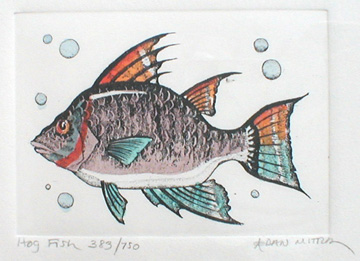 Hog Fish