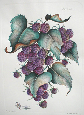 Raspberries