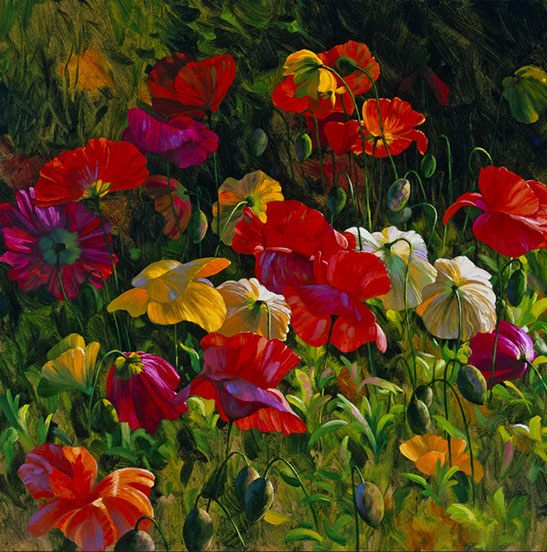 Iceland
Poppies